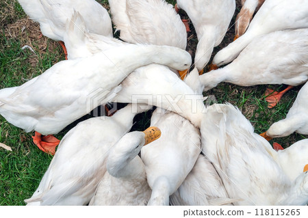 Flock of white ducks crowds together on a grassy patch, their heads lowered as they peck for food Flock of white ducks crowds together on a grassy patch, their heads lowered as they peck for food 118115265