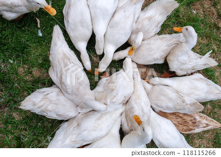 Flock of white ducks crowds together on a grassy patch, their heads lowered as they peck for food Flock of white ducks crowds together on a grassy patch, their heads lowered as they peck for food 118115266
