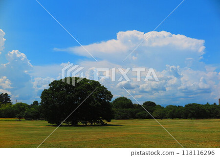 Summer sky and clouds. Scenery of a large green space 10 118116296