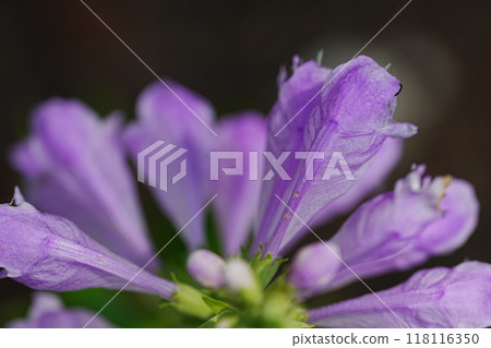Loosestrife blooming in the park 118116350
