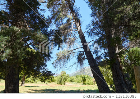 beautiful green forest with mountains in the background beautiful green forest with mountains in the background 118116383