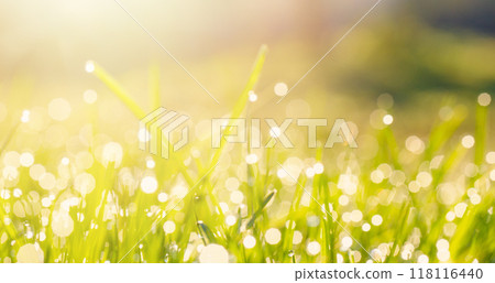 Abstract natural backgrounds grass. Green grass, dew and bokeh sunlight 118116440