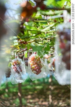 Grape cultivation 118116447