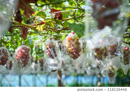 Grape cultivation 118116448