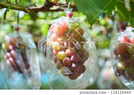 Grape cultivation 118116449