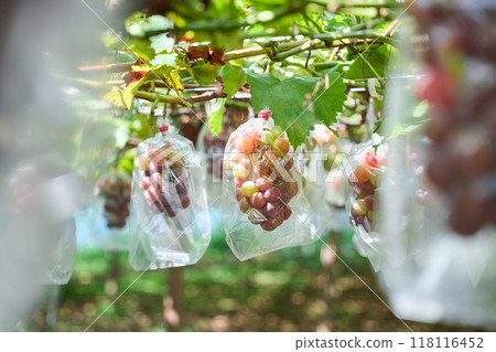 Grape cultivation 118116452