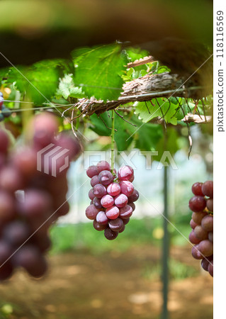 Grape cultivation 118116569