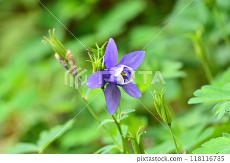 Affiliation 118116785