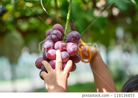 葡萄採摘 118116855