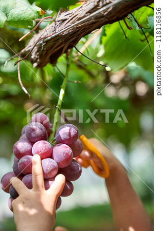 葡萄採摘 118116856