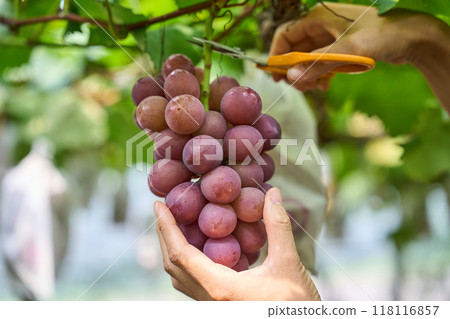 Grape picking Grape picking 118116857