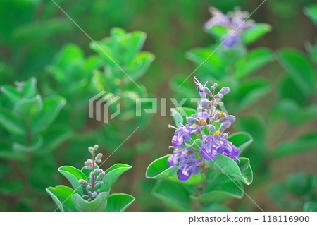 Hamago blooming on the Tottori Sand Dunes in summer in Tottori Prefecture 118116900