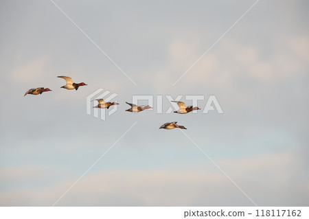 潛鴨的飛行 潛鴨的飛行 118117162