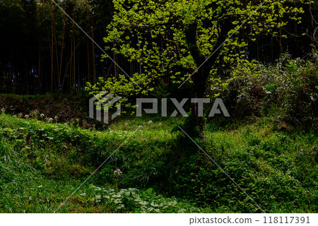 一棵新綠色的樹在燈光下閃閃發光 118117391