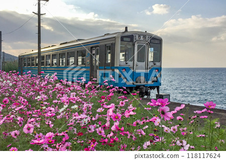 電車和波斯菊抵達愛媛縣伊予市的JR下灘站 電車和波斯菊抵達愛媛縣伊予市的JR下灘站 118117624