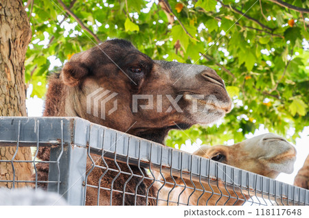 A camel in the zoo. A camel in the zoo. 118117648