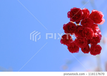 Kanhizakura, which blooms in the shape of a vase facing downwards in early spring. 118117670