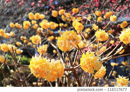 Mitsumata, the raw material for paper that blooms yellow flowers in spring 118117677