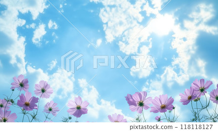 Blue sky and cosmos 118118127