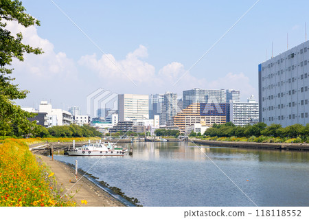 Beautiful cosmos flowers blooming along the canal 118118552