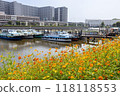 Beautiful cosmos flowers blooming along the canal 118118553