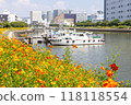 Beautiful cosmos flowers blooming along the canal 118118554