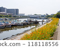 Beautiful cosmos flowers blooming along the canal 118118556