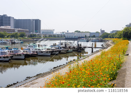 Beautiful cosmos flowers blooming along the canal 118118556