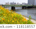 Beautiful cosmos flowers blooming along the canal 118118557