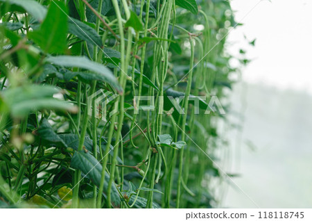 Long bean plants in growth at vegetable field 118118745