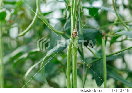 Long bean plants in growth at vegetable field Long bean plants in growth at vegetable field 118118746