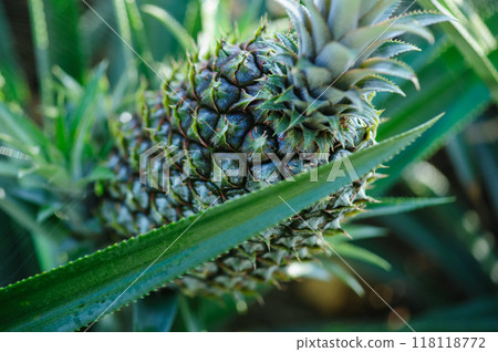 Pineapple grow on tree in garden 118118772