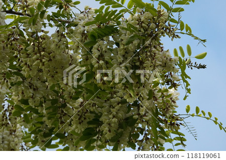 香甜的刺槐 118119061