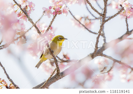 Kawazu cherry tree and mezzo Kawazu cherry tree and mezzo 118119141