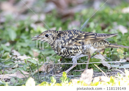 Tratumegi Tratumegi 118119149