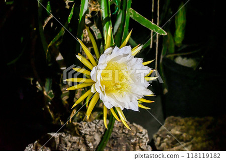 Dragon fruit flowers 118119182