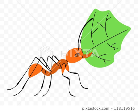 Leafcutter ant move along a trail with leaf, graphic design. Insects, animals, nature, plants and leaves, vector design and illustration Leafcutter ant move along a trail with leaf, graphic design. Insects, animals, nature, plants and leaves, vector design and illustration 118119516