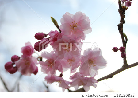 Weeping cherry blossoms ・*。 ❀ weeping cherry blossoms ❀ 。 *・ Weeping cherry blossoms ・*。 ❀ weeping cherry blossoms ❀ 。 *・ 118120852