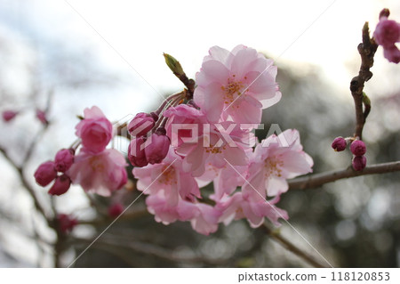Weeping cherry blossoms ・*。 ❀ weeping cherry blossoms ❀ 。 *・ Weeping cherry blossoms ・*。 ❀ weeping cherry blossoms ❀ 。 *・ 118120853