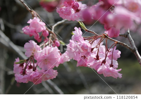 Weeping cherry blossoms ・*。 ❀ weeping cherry blossoms ❀ 。 *・ Weeping cherry blossoms ・*。 ❀ weeping cherry blossoms ❀ 。 *・ 118120854