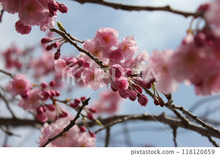 Weeping cherry blossoms ・*。 ❀ weeping cherry blossoms ❀ 。 *・ 118120859