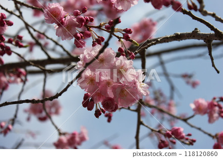 垂枝櫻花*。 ❀垂枝櫻花❀。 *・ 垂枝櫻花*。 ❀垂枝櫻花❀。 *・ 118120860