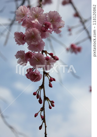 Weeping cherry blossoms ・*。 ❀ weeping cherry blossoms ❀ 。 *・ Weeping cherry blossoms ・*。 ❀ weeping cherry blossoms ❀ 。 *・ 118120862