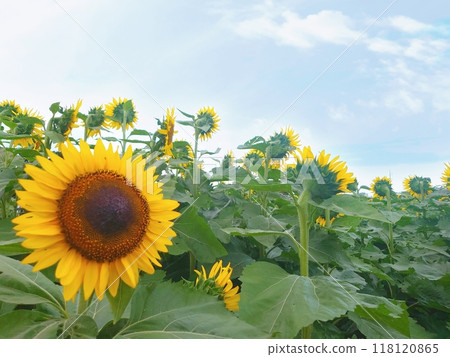 Sunflower sunflower Sunflower Sunflower sunflower Sunflower 118120865