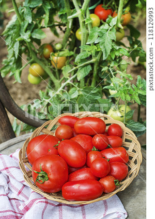 Tomato garden harvest Tomato garden harvest 118120993