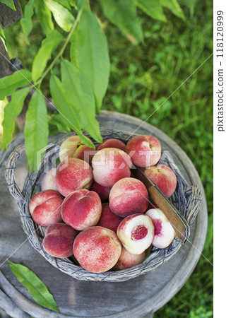 Peaches harvest 118120999