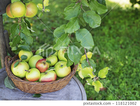 Apple harvest 118121002