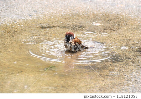 雨後，麻雀在水坑裡洗澡 118121055