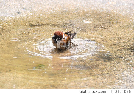 雨後，麻雀在水坑裡洗澡 118121056