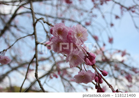 垂枝櫻花*。 ❀垂枝櫻花❀。 *・ 垂枝櫻花*。 ❀垂枝櫻花❀。 *・ 118121400